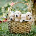 Teacup Pomeranian Puppies for Sale Under $500