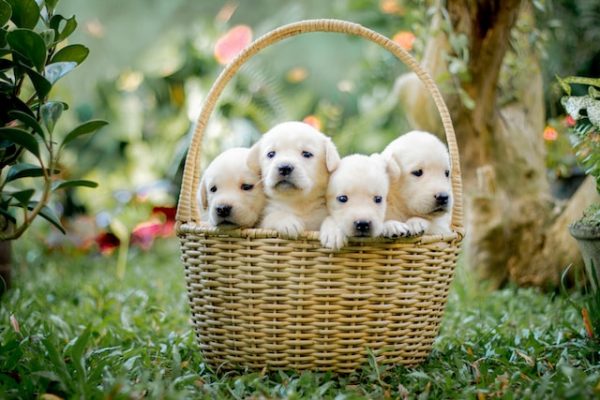 Teacup Pomeranian Puppies for Sale Under $500